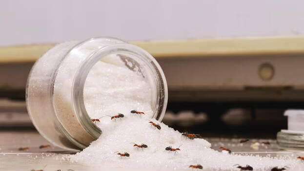 sugar-jar- sugar-jar-