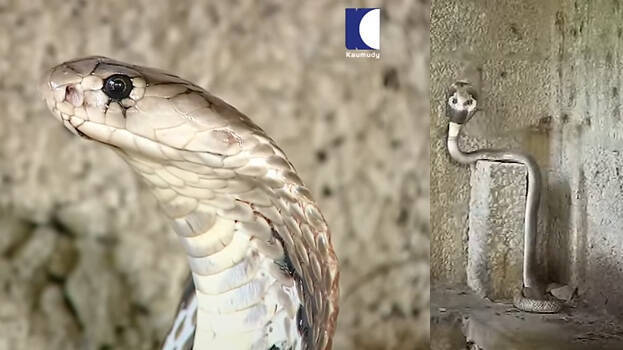 snake-master snake-master