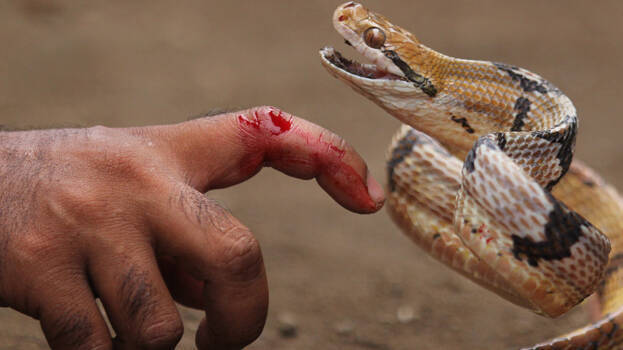 snake-bite snake-bite