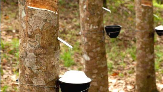 rubber-park- rubber-park-