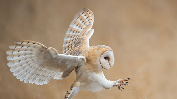 owl- owl-