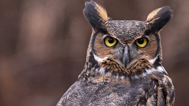 owl- owl-