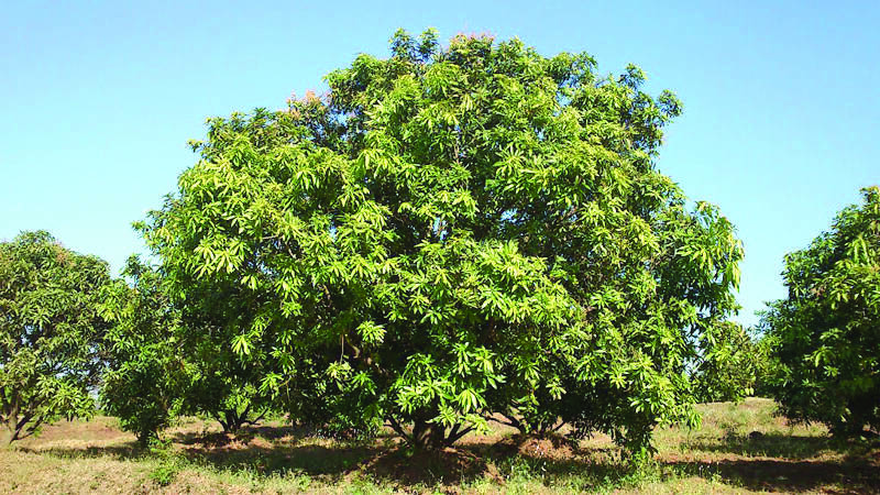 mango-city mango-city