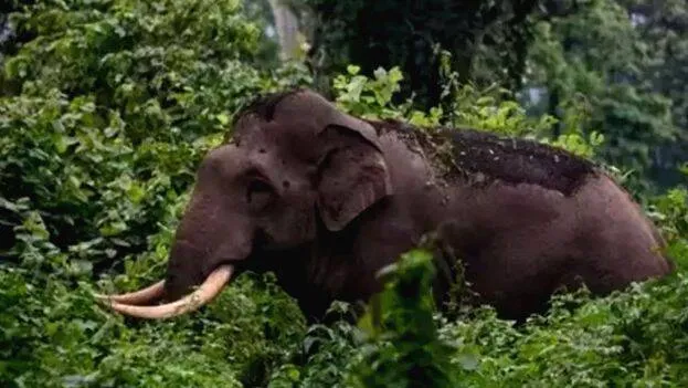 wildlife