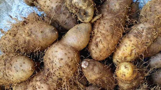 cherukizhang- cherukizhang-