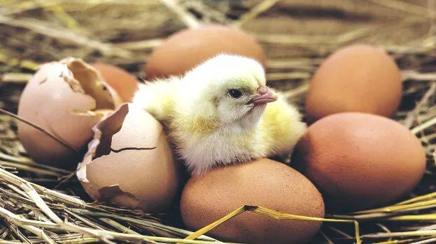 chicken