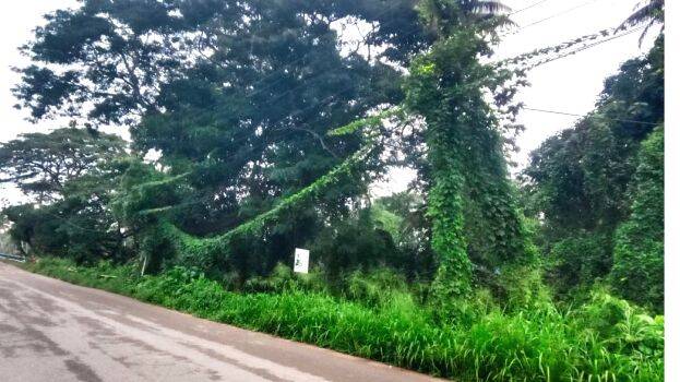 pazhu-chadikal pazhu-chadikal