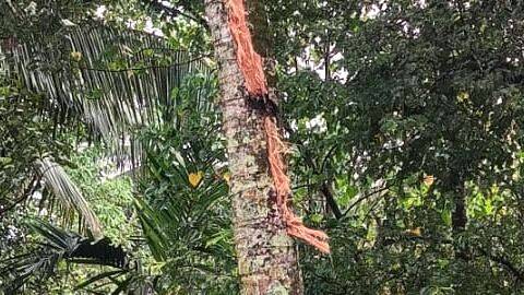 minnaletta-theng- minnaletta-theng-