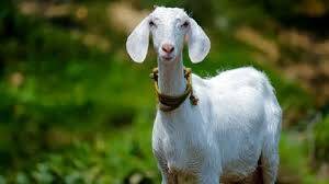 goat goat