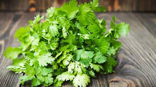 coriander-leaf