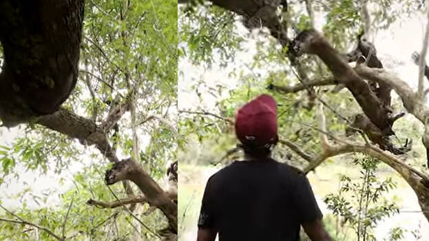 snake-master snake-master