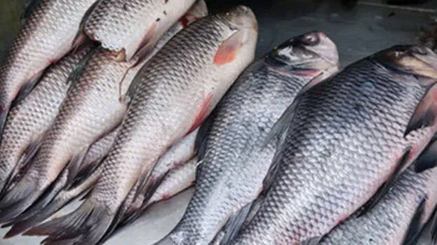 fish
