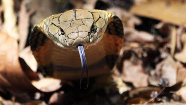 king-cobra king-cobra