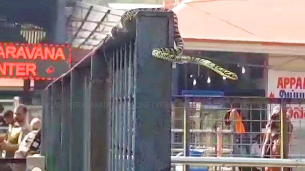 snake-at-sabarimala snake-at-sabarimala