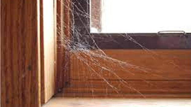 spider-net spider-net