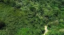 forest- forest-