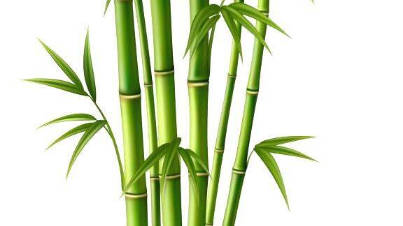 bamboo bamboo