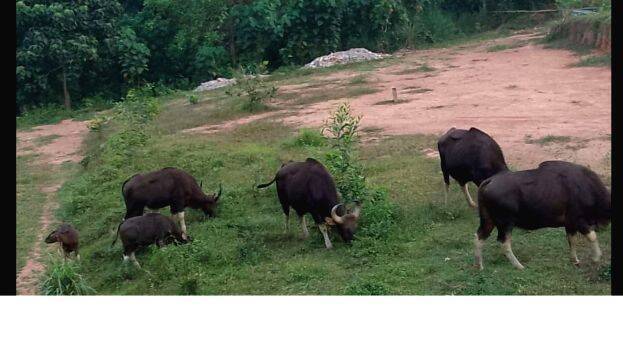 wild-buffalo wild-buffalo