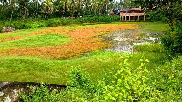 ponnamkulam ponnamkulam