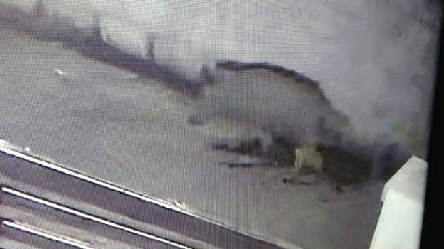 kattu-panni kattu-panni