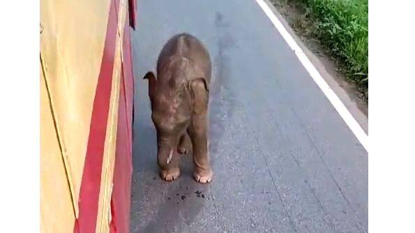 kutti-aana kutti-aana