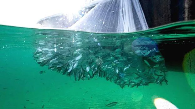 fish