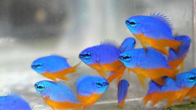 azure-damsel azure-damsel