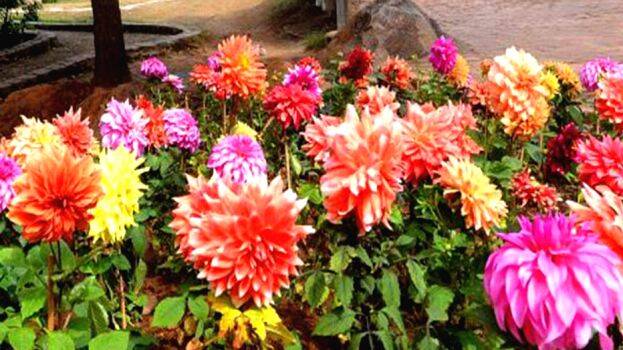 flower