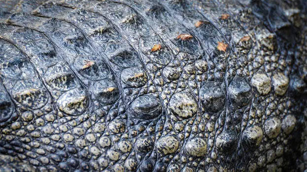 alligator-skin alligator-skin