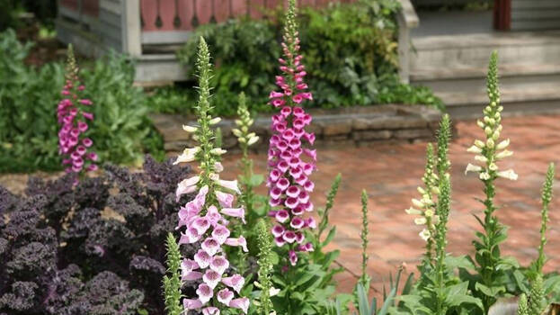 foxglove foxglove