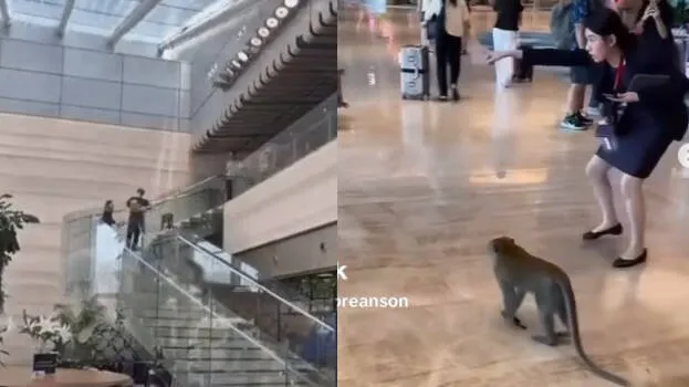 monkey