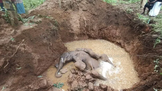 elephant