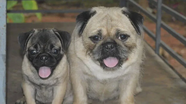pug
