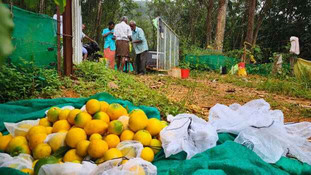 pouteria-caimito pouteria-caimito