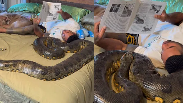 snake