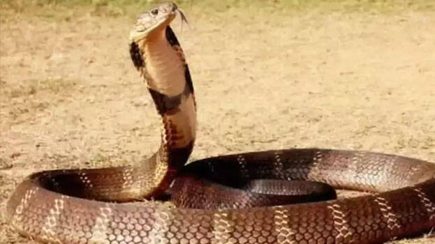 king-cobra king-cobra