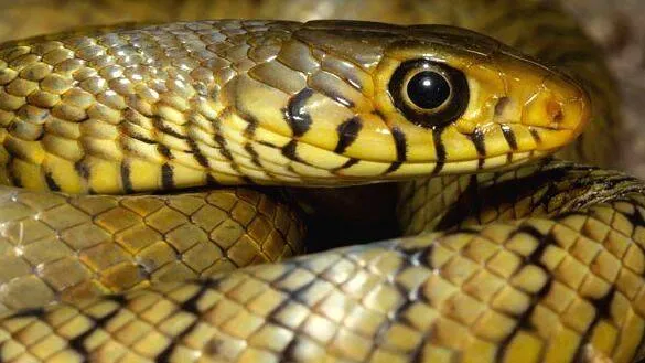 rat-snake