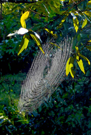 Kerala Kaumudi Photo Gallery