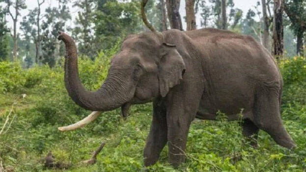 elephant elephant