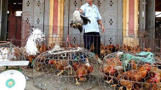 bird-flu- bird-flu-