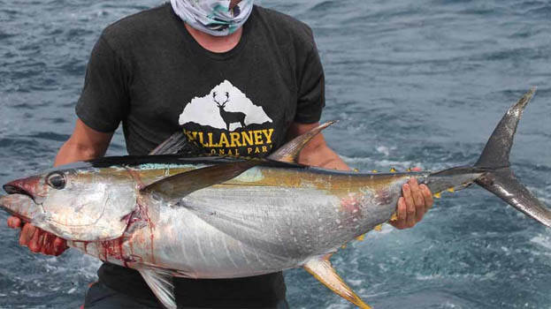 tuna-fish- tuna-fish-