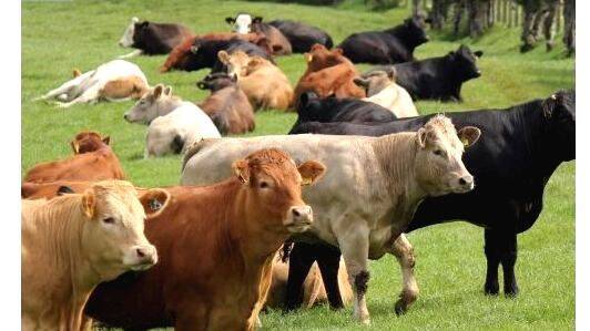 cattle cattle