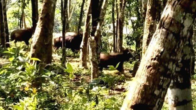 kaattupotth- kaattupotth-