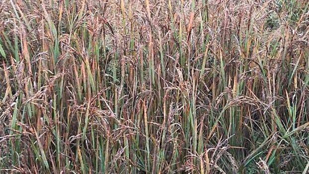 paddy-field paddy-field