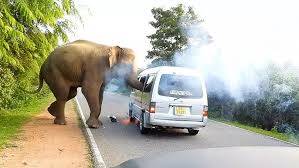 wild-animal-attack wild-animal-attack