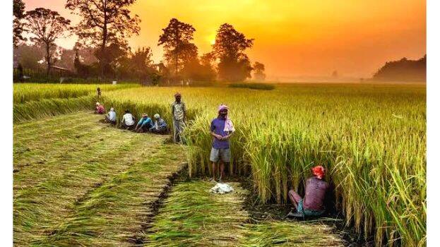 farmer-