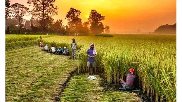 farmer- farmer-