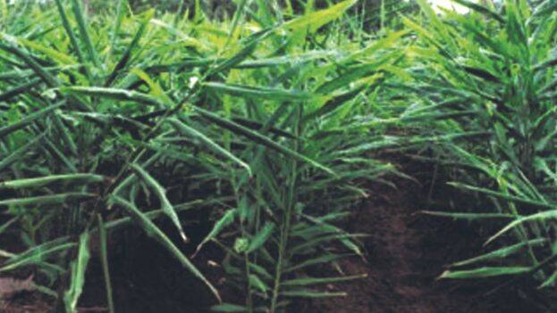 injapulkrishi