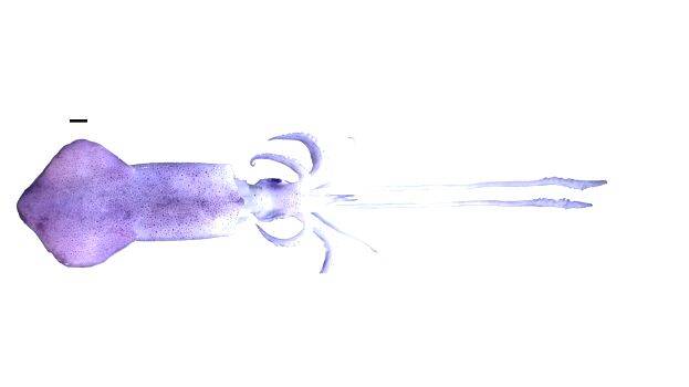 squid