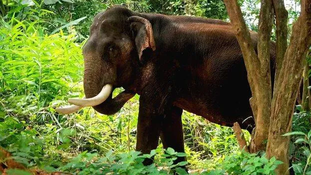elephant